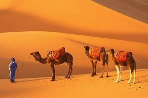 Cette image a un attribut alt vide ; le nom du fichier est operateurs_du_tourisme_540.jpg